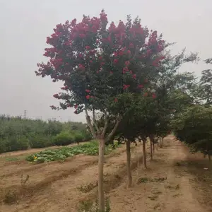 大量出售4公分丹红紫叶紫薇基地 百日红成活***