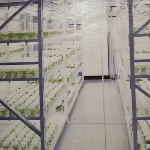红薯苗基地,红薯苗批发