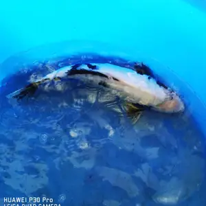 广德专业出售各类锦鲤 锦鲤鱼苗 浙江养殖基地 淡水鱼