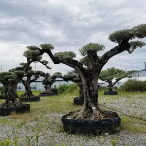 基地批发精品西班牙油橄榄树盆景老桩种植 观赏价值高景区行道风景