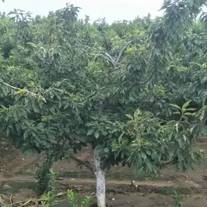 ���ϰ���ӣ���� ѡ����ӣ���緽�� ӣ�����ڷ�ע�������