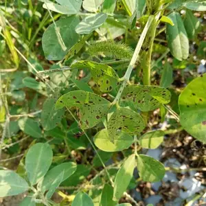 花生水稻小麦大蒜抗性锈病叶斑病杀菌剂解决方案