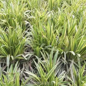 金边麦冬降价了 2022金边麦冬产地价钱新调整 草花地被