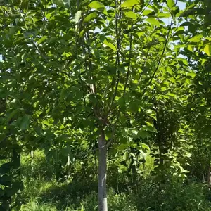 山东聊城茌平区白玉兰繁殖基地批发全国,8公分红玉兰树苗厂家装车价格,玉兰树苗产地供应商报价