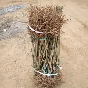 2���ְ�����۸� 1�׸߰�������ֲ����