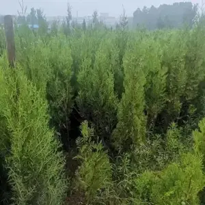 批发供应耐寒塔柏 成活***塔柏 庭院2.5米塔柏