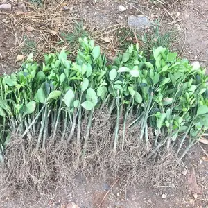 ������ ���ല�� ��Ҷ�����ļ������ͺ�ֲ���ϱ�����Ҷ������