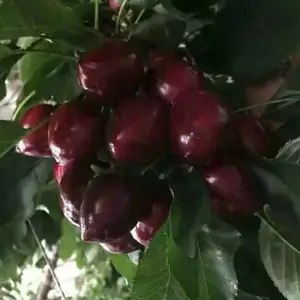���쳵��������ľ����,���쳵��������������