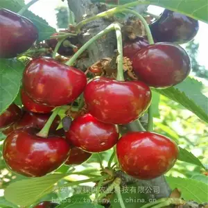 大果型早熟樱桃苗 珊瑚香槟樱桃苗种植条件区域