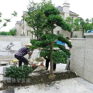 苏州别墅绿化工程、苏州庭院绿化苗木、苏州别墅苗木种植基地