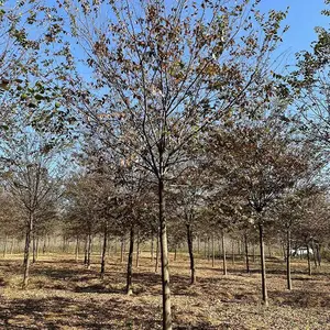 榉树批发 榉树价格 榉树树苗 行道树规格齐全