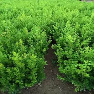 μ��СҶŮ��-������СҶŮ��-СҶŮ�������ڳ���