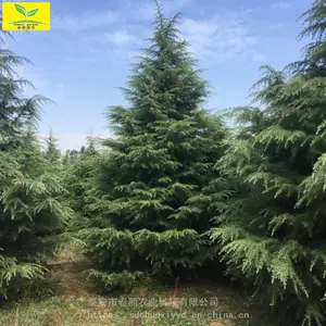 ������Ӧ3��4���̻�ѩ���� ��׼���� רҵ�������� �ļ�����ֲ��