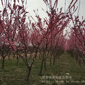 �����������Թ�Ӧ����÷���� ��÷���� ��÷���������÷�� ������׳ ��Ӧ��ǿ