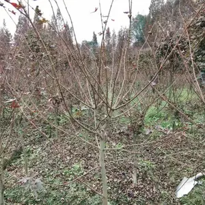 ���ݺ���̻�������ľ���� ����ֱ���ձ���� ������� �й����