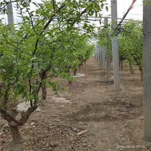 ��«������ 9����Ѯ���� ����ߴ� Ʒ��� ɽ���￥԰�ճ�