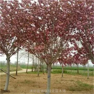 ����4����5����ӣ�� �ձ���ӣ ��ӣ ӣ��С�� ͥԺ����С���̻�