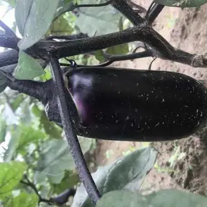苏州紫长茄种植园哪里有