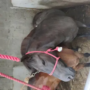 徐州伊犁马 徐州伊犁马出售 马的品种分类 马的价格区间