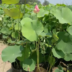 �ɻ���ź�� ��ź���� ���Ժɻ��ָ��� �ɻ���ź��