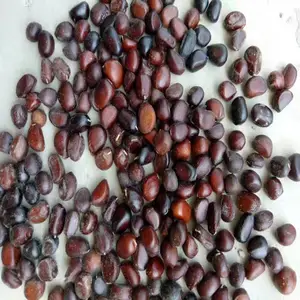 赤芍籽多少钱一斤 赤芍种子价格量大从优