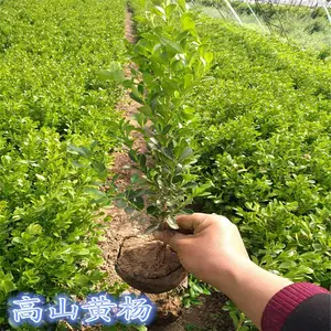 陕西小叶黄杨-公路绿化种植-西北园艺苗木批发