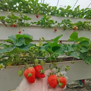 温室大棚无土栽培PVC梯形立体草莓种植槽