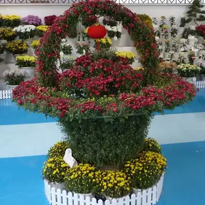 开封菊花造型、艺菊种植基地