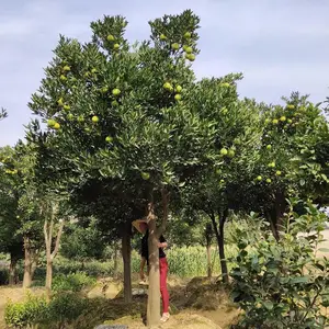 ���� ������ �޽��������� ���������ӹ����������óɻ�