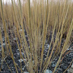 基地批发柳枝稷绿化栽植多年生草本 公园观赏花草 土壤修复种植东北辽宁省柳条@灌木杞柳