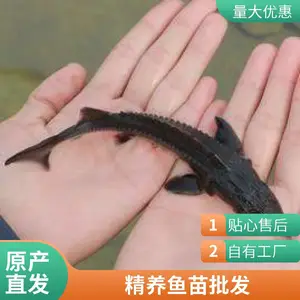 鲈鱼苗鲟鱼苗养殖场现货日照本地自产自销支持技术指导