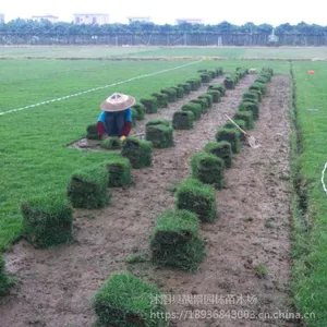 狗牙根种子行情,狗牙根草坪多少钱一平方,地被草道路护坡美化