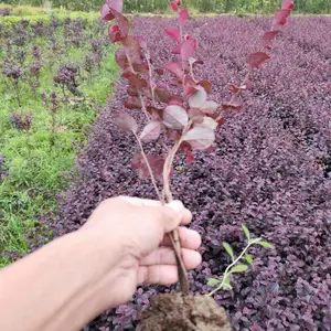 供应红继木 红梽木 红花檵木园林绿化用色块小苗木 郴州苗圃报价
