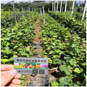 占地大葡萄树苗品种有哪些_占地大葡萄树苗丰产耐寒