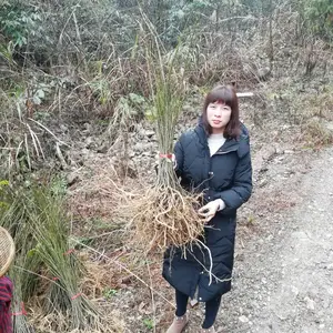 供应三明倒吊黄 观音串 黄花倒水莲种子苗 一手直供