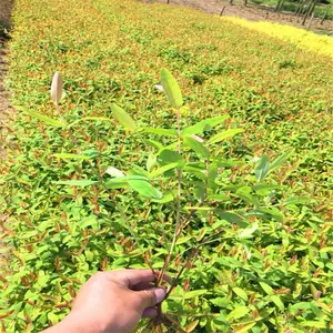湖北随州杜鹃一株的价格***