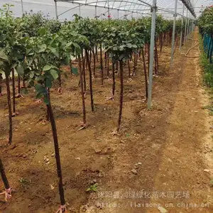��׮�¼� ���� ��״�¼��߸˶��˼޽���������