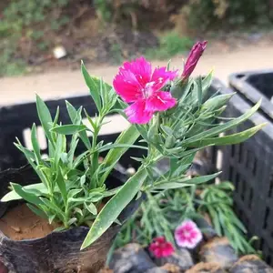 欧石竹,常夏石竹,地被石竹