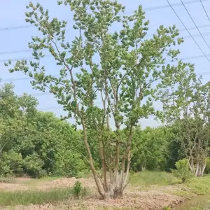 ������������������߶�6-10�׾���԰�ֹ�԰�쾰�̻��е���ֲ��