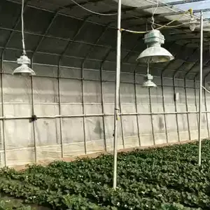 种植草莓用哪种温室大棚/薄膜日光草莓温室种植适合多少度