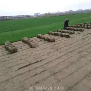 草坪 马尼拉草坪 耐践踏 生命力顽强 公园小区庭院运动场所绿化