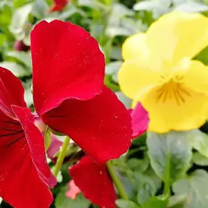 园林一年生花卉品种_山东一二年生草花生产基地