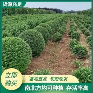 供应小叶女贞造型 西安小叶女贞造型种植批发 小叶女贞造型培育基地