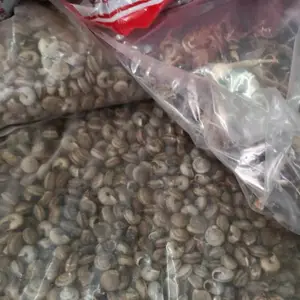 蜗牛批发 玛瑙蜗牛的功效