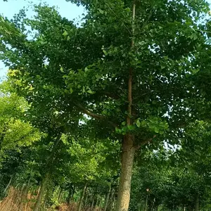 8公分至12公分银杏树,山东聊城原生冠银杏树基地,银杏树产地上车价格,山东聊城银杏树