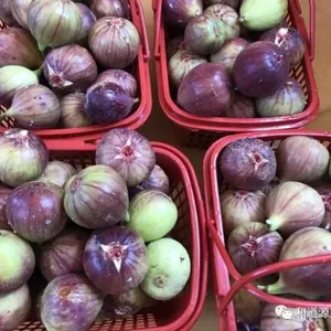 和道源合作基地采摘无花果