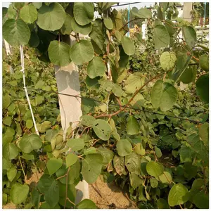 �����ƽ��⨺������� �޽�⨺������� *** ���ֵ�⨺�������