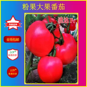 迪达、粉果番茄种子、抗TY
