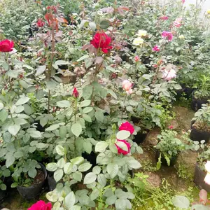 �̻���50�����¼����籨������
