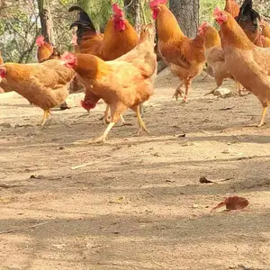 ��Ӧ���� ������ ���ϻ� �߲��̿Ǽ� ��ڼ� ������